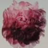 (100 ml) Eau de Parfum Peony Intense (100 ml) Eau de Parfum Peony Intense
